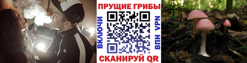 Купить закладки  Медвежьегорск  Псилоцибиновые грибы Cubensis 
